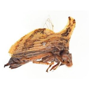 HEMIPTERA MEMBRACIDAE